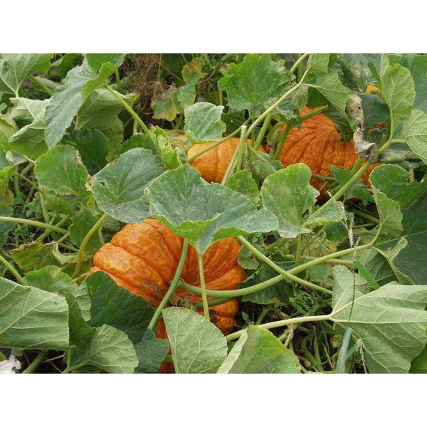 Семена тыквы Руж виф д`Этамп /100 грамм/ *Tezier*