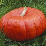 Гарбуз Руж віф д`Етамп /0,5 кг насіння/ *Tezier*