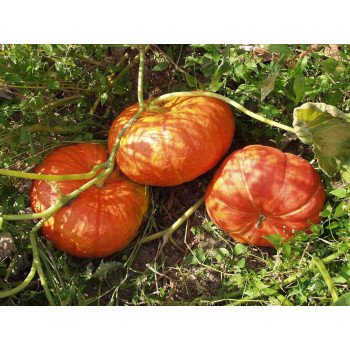Гарбуз Руж віф д`Етамп /0,5 кг насіння/ *Tezier*