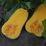 Гарбуз UG 205 F1 /1.000 насінин/ *United Genetics*