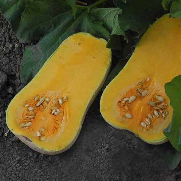 Семена тыквы UG 205 F1 /1.000 семян/ *United Genetics*