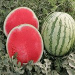 Кавун Бостон F1 /1.000 насінин/ *Nunhems Zaden*