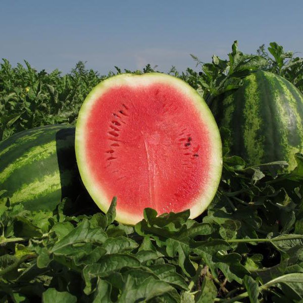 Насіння кавуна Монтана F1 /1.000 насінин/ *Nunhems Zaden*