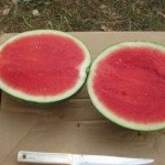 Кавун Нано F1 /1.000 насінин/ *Nunhems Zaden*