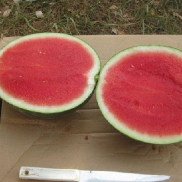 Насіння кавуна Нано F1 /1.000 насінин/ *Nunhems Zaden*