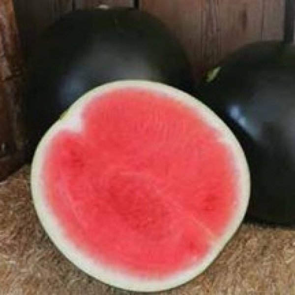 Насіння кавуна Стайл F1 /1.000 насінин/ *Nunhems Zaden*