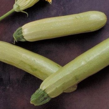 Кабачок Аймаран F1 /1.000 насінин/ *Nunhems Zaden*