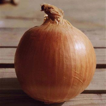 Лук Сабросо F1 /1.000.000 семян/ *Nunhems Zaden*