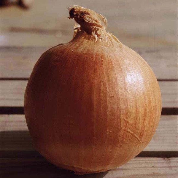 Насіння цибулі Сабросо F1 /1.000.000 насінин/ *Nunhems Zaden*