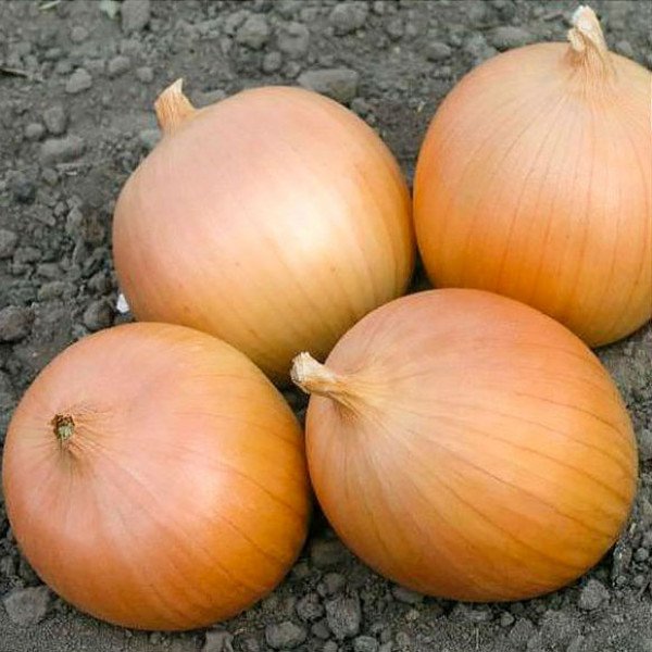 Насіння цибулі Сабросо F1 /100.000 насінин/ *Nunhems Zaden*