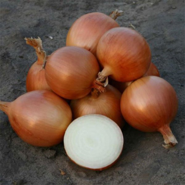 Насіння цибулі Універсо F1 /1.000.000 насінин/ *Nunhems Zaden*