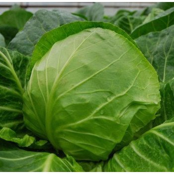 Капуста белокочанная Свирель F1 /2.500 семян/ *Nunhems Zaden*
