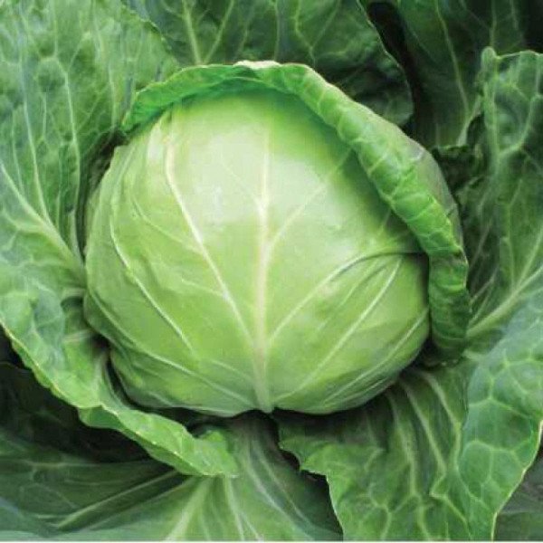 Семена капусты белокочанной Анадоль F1 /2.500 семян/ *Nunhems Zaden*