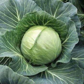 Капуста белокочанная Янисоль F1 /2.500 семян/ *Nunhems Zaden*