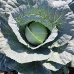 Капуста білоголова Габріель F1 /2.500 насінин/ *Nunhems Zaden*