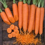 Морковь Элеганс F1 /100.000 семян (1,4-1,6)/ *Nunhems Zaden*