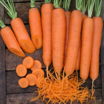Морква Елеганс F1 /100.000 насінин (1,4-1,6)/ *Nunhems Zaden*