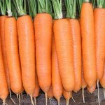 Морква Елеганс F1 /100.000 насінин primed (1,6-1,8)/ *Nunhems Zaden*