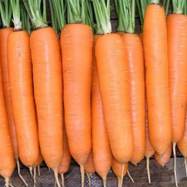 Насіння моркви Елеганс F1 /100.000 насінин primed (1,6-1,8)/ *Nunhems Zaden*