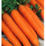 Морква Романс F1 /100.000 насінин (1,6-1,8)/ *Nunhems Zaden*