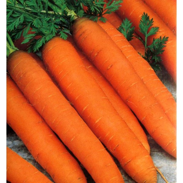Семена моркови Романс F1 /100.000 семян (1,6-1,8)/ *Nunhems Zaden*