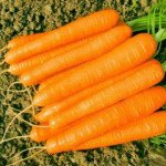 Морква Романс F1 /100.000 насінин (1,8-2,0)/ *Nunhems Zaden*
