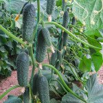 Огірок Акіліна F1 /500 насінин/ *Nunhems Zaden*