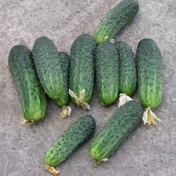 Огурец Афина F1 /500 семян/ *Nunhems Zaden*