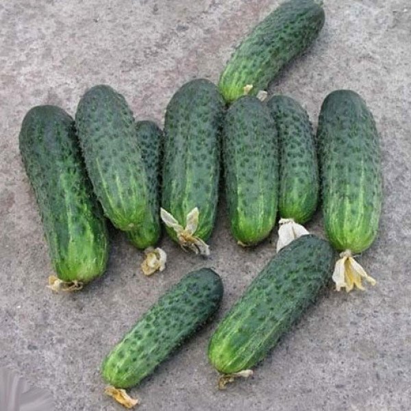 Семена огурца Афина F1 /500 семян/ *Nunhems Zaden*