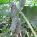 Огурец Директор F1 /500 семян/ *Nunhems Zaden*