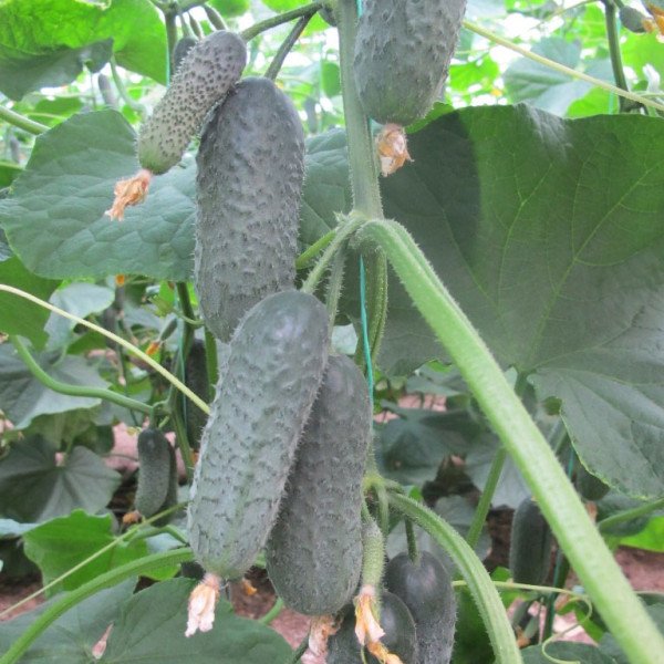 Семена огурца Директор F1 /500 семян/ *Nunhems Zaden*