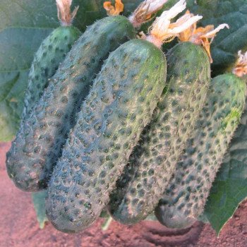 Огурец Директор F1 /1.000 семян/ *Nunhems Zaden*