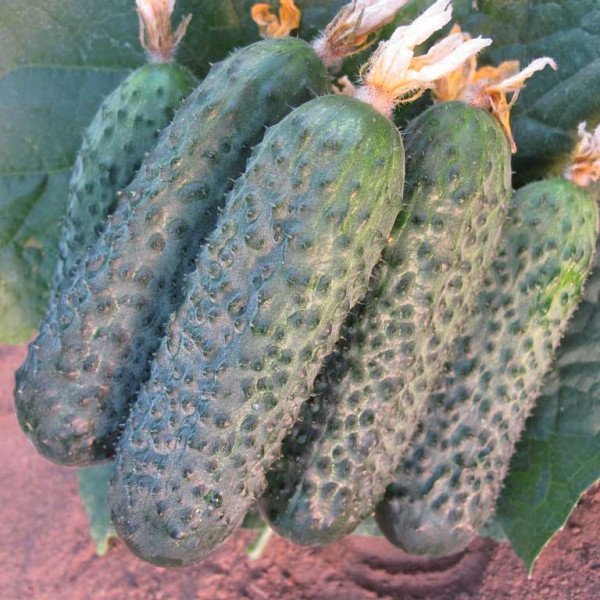 Семена огурца Директор F1 /1.000 семян/ *Nunhems Zaden*