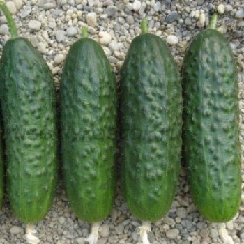 Огурец Немо F1 /500 семян/ *Nunhems Zaden*