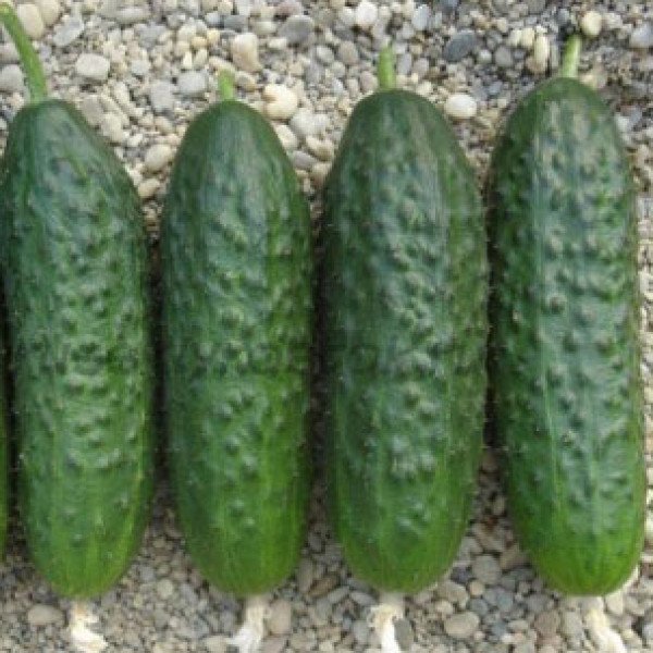 Семена огурца Немо F1 /500 семян/ *Nunhems Zaden*