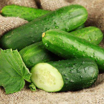 Огурец Гектор F1 /500 семян/ *Nunhems Zaden*