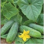 Огурец Спарта F1 /500 семян/ *Nunhems Zaden*