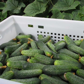 Огурец Аякс F1 /500 семян/ *Nunhems Zaden*