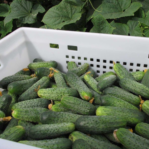 Семена огурца Аякс F1 /500 семян/ *Nunhems Zaden*