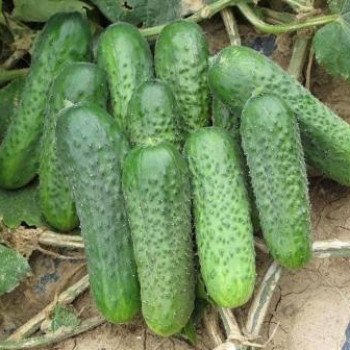 Огурец Джустина F1 /1.000 семян/ *Nunhems Zaden*