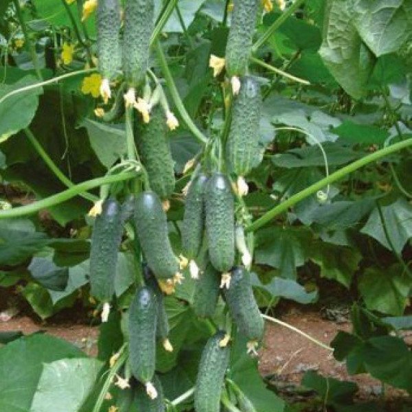 Семена огурца Платина F1 /1.000 семян/ *Nunhems Zaden*