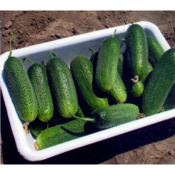 Огурец Доломит F1 /1.000 семян/ *Nunhems Zaden*