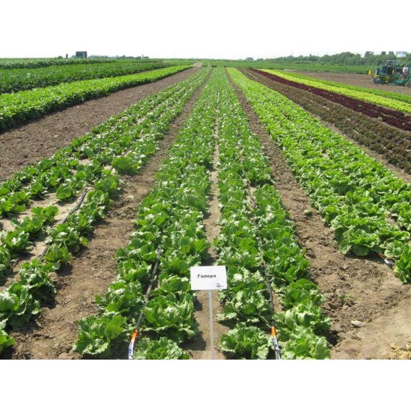 Насіння салату Галера /5.000 насінин драже/ *Nunhems Zaden*