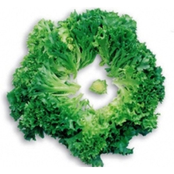 Насіння салату Мульті /5.000 насінин драже/ *Nunhems Zaden*