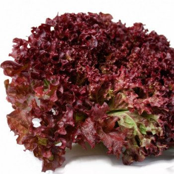 Салат Революция /5.000 семян драже/ *Nunhems Zaden*