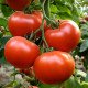 Семена томата Аксиома F1 /500 семян/ *Nunhems Zaden*