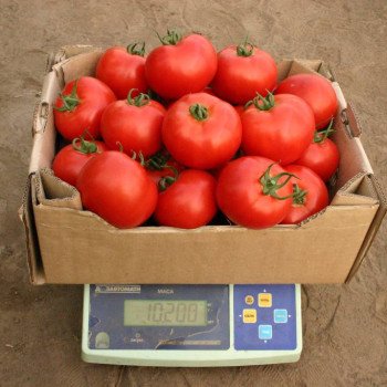 Томат Аксіома F1 /500 насінин/ *Nunhems Zaden*
