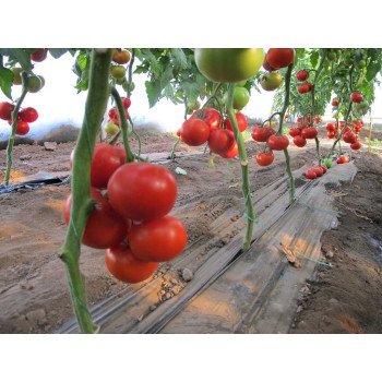 Томат Диаграмма F1 /1.000 семян/ *Nunhems Zaden*