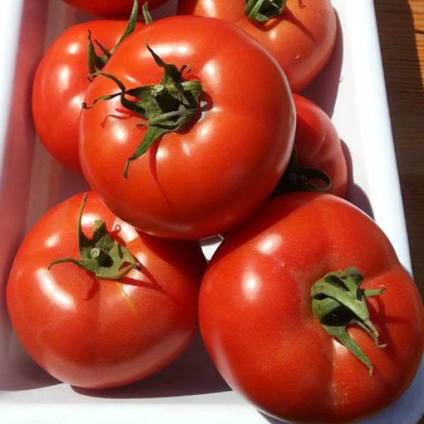 Насіння томату Діаграма F1 /500 насінин/ *Nunhems Zaden*