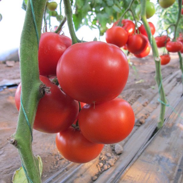 Насіння томату Діаграма F1 /500 насінин/ *Nunhems Zaden*